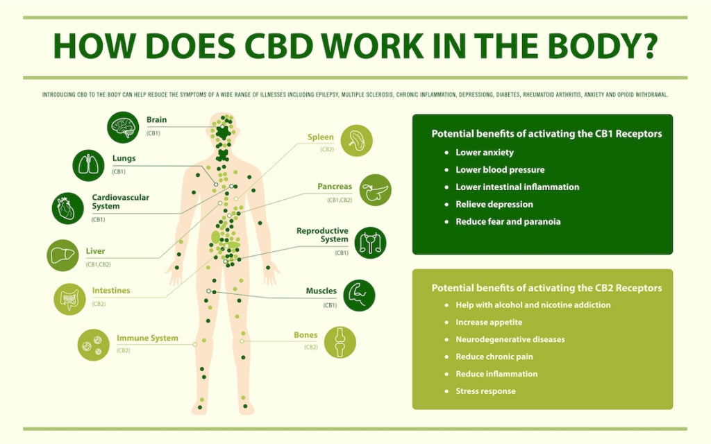 An educational infographic about how cbd works in the human body